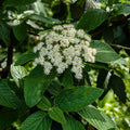 Viburnum Dentatium shrub with dense white flowers and feathery stamens