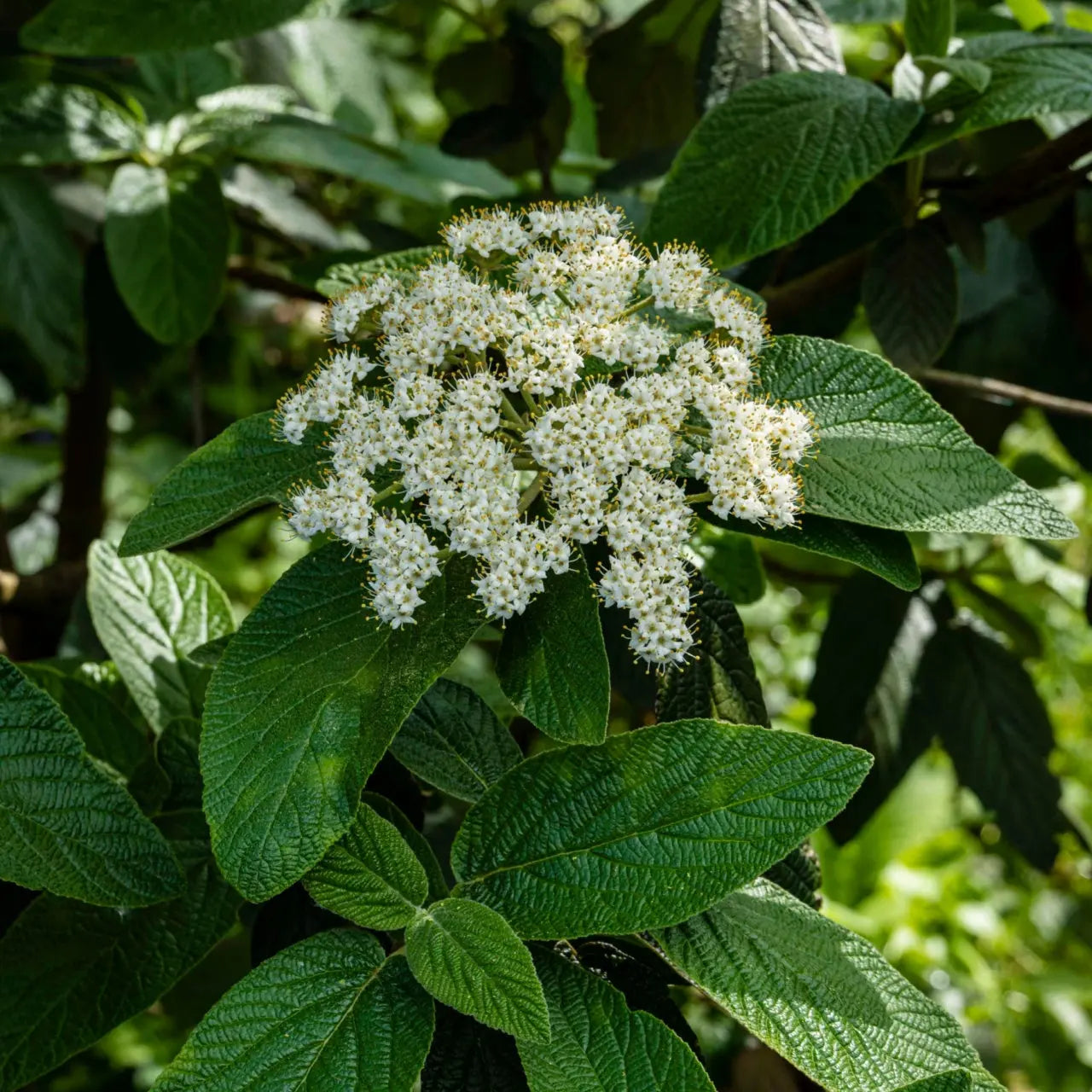 Viburnum Dentatium shrub with dense white flowers and feathery stamens