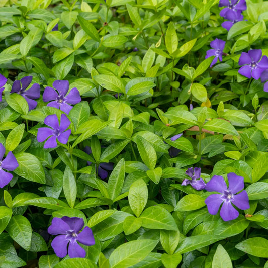 Vibrant purple periwinkle flowers blooming on Vinca Minor plant