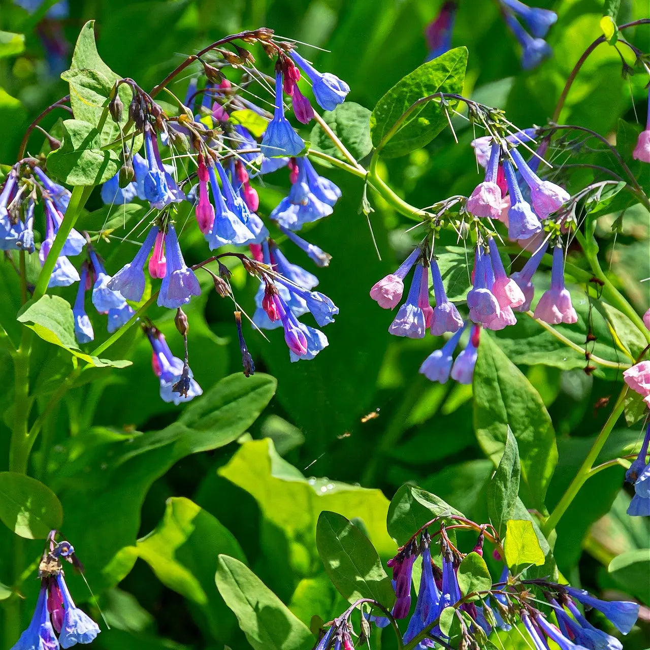 Virginia Bluebells clusters of delicate blue pink bell flowers on green stems