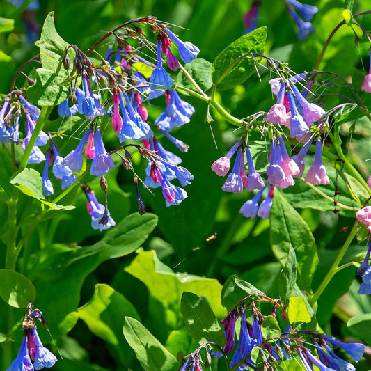 Virginia Bluebells clusters of delicate blue pink bell flowers on green stems