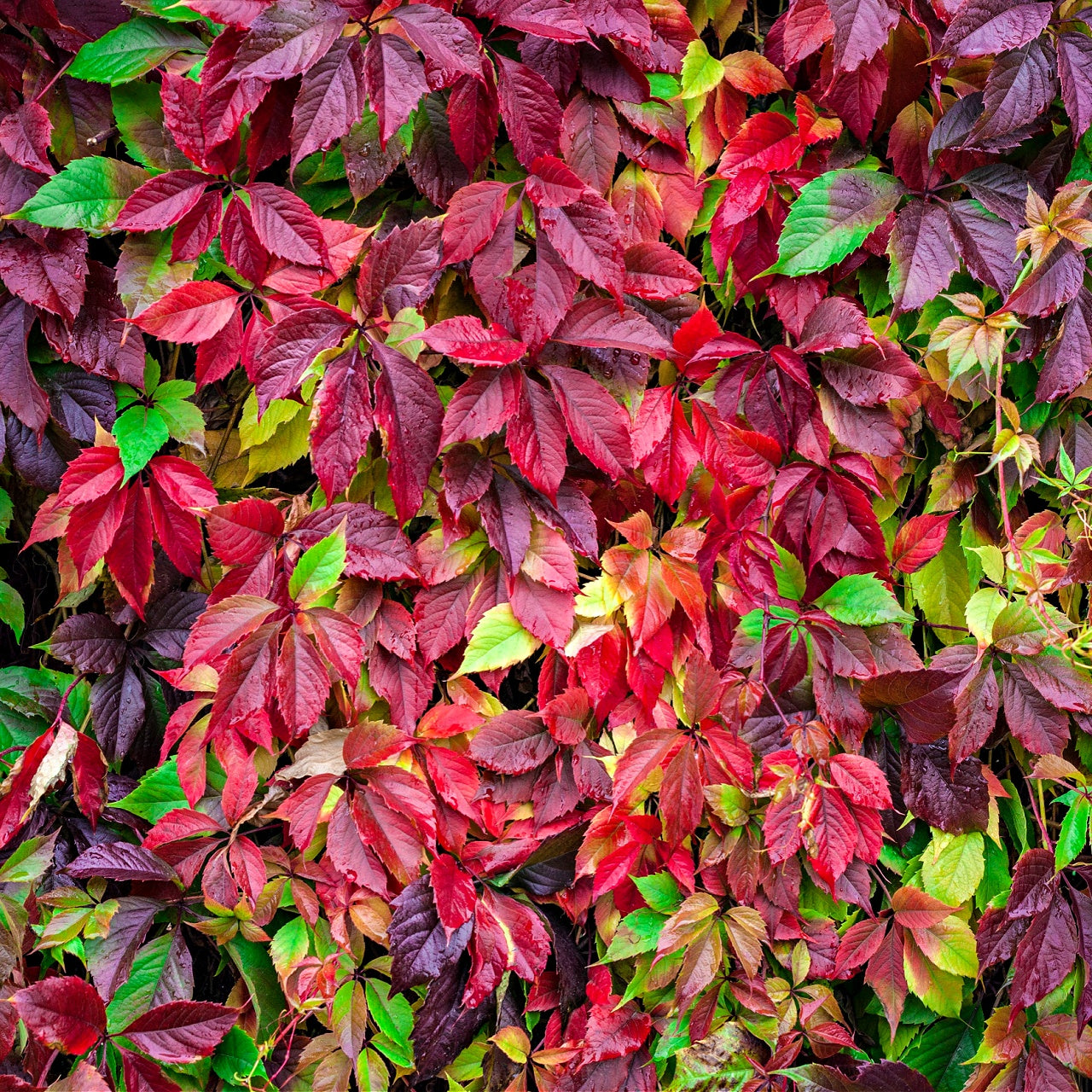 Virginia Creeper Plants