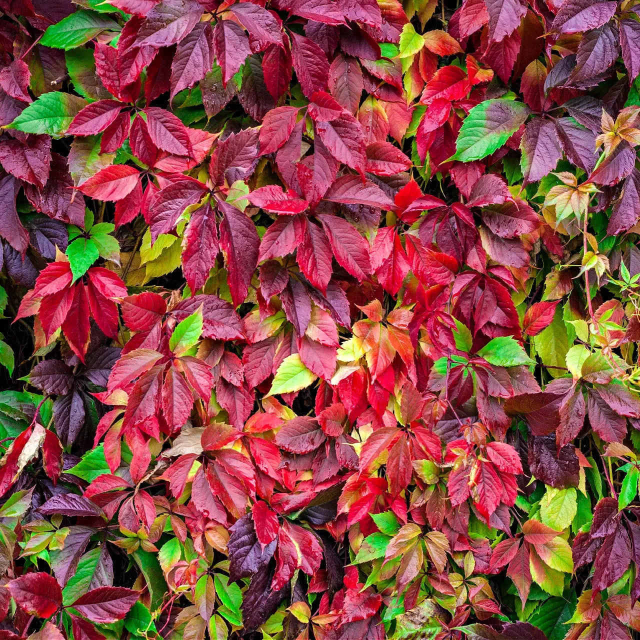 Vibrant Virginia Creeper ivy wall in rich reds, purples, and greens
