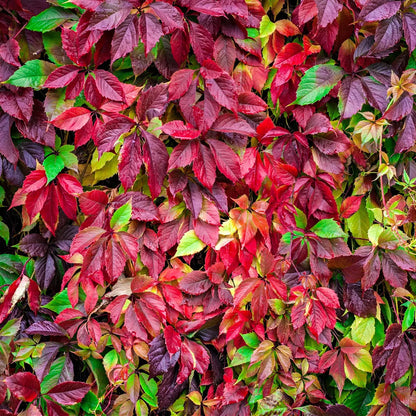 Vibrant Virginia Creeper ivy wall in rich reds, purples, and greens