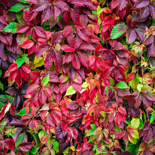 Vibrant Virginia Creeper ivy wall in rich reds, purples, and greens