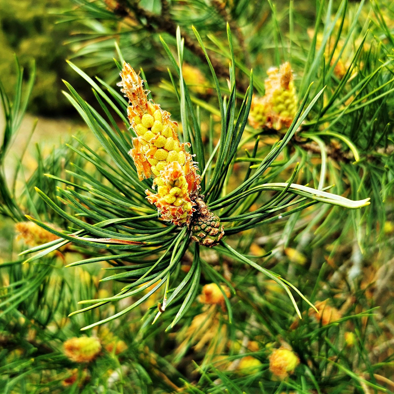 Virginia Pine