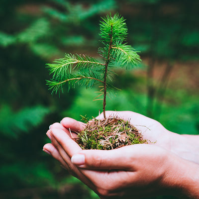 Virginia Pine Seedling