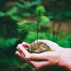Virginia Pine seedling in cupped hands with green needles and mossy soil