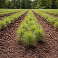 Rows of young vibrant Virginia Pine seedlings in neat lines on dark soil