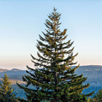 Tall Virginia pine tree with dense dark green needles and conical shape