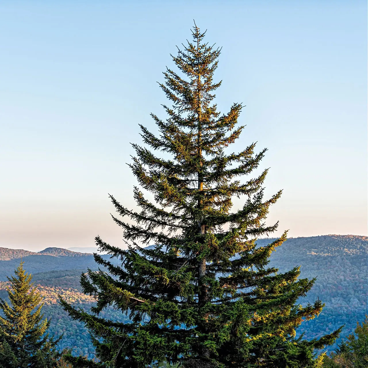 Tall Virginia pine tree with dense dark green needles and conical shape