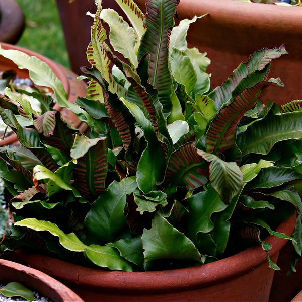 Lush green and reddish-brown Walking Fern in terracotta pot