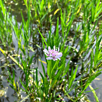 Water Willow Plants