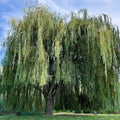 Majestic Weeping Willow Tree with cascading green leaves against blue sky