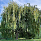 Majestic Weeping Willow Tree with cascading green leaves against blue sky