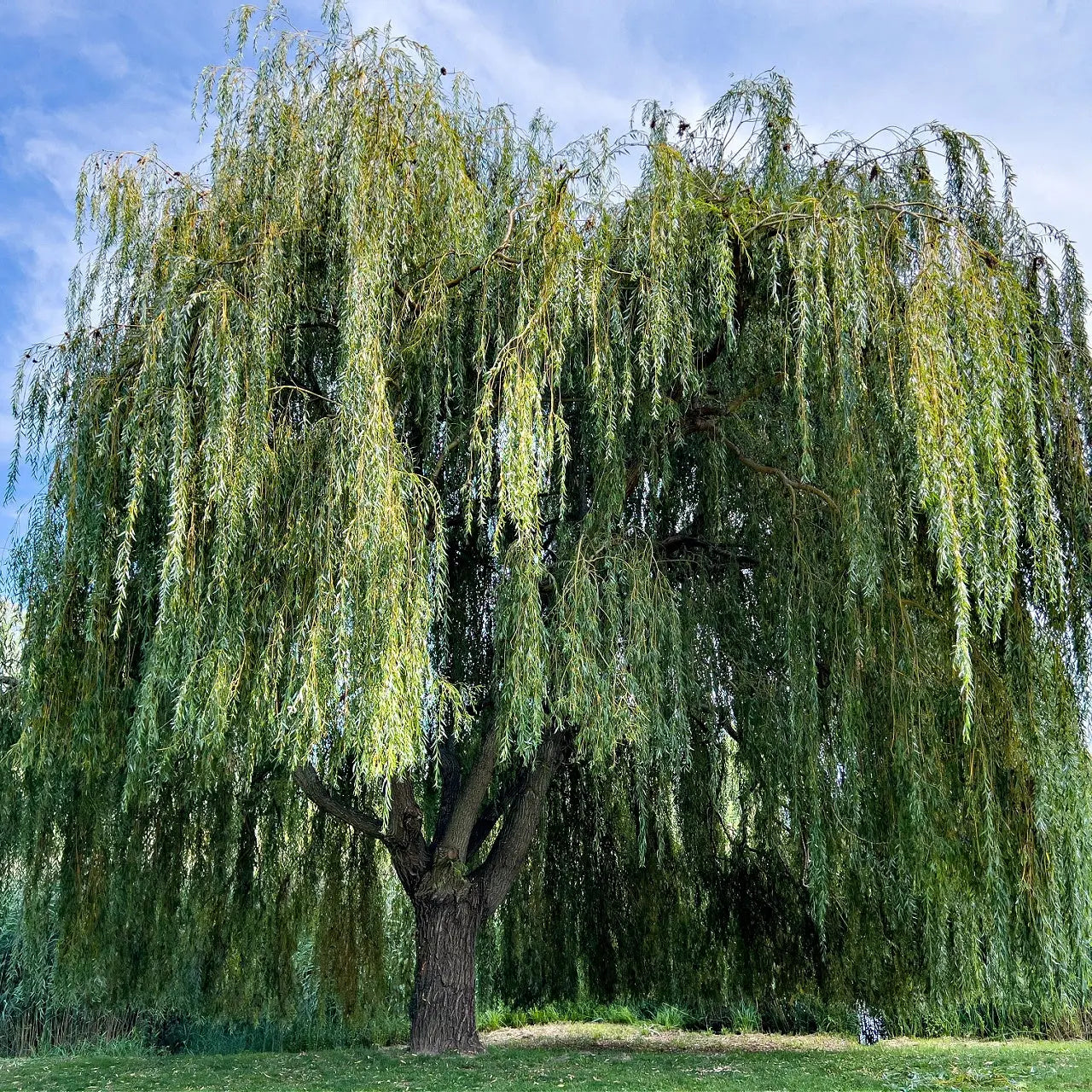 Majestic Weeping Willow Tree with cascading green leaves against blue sky