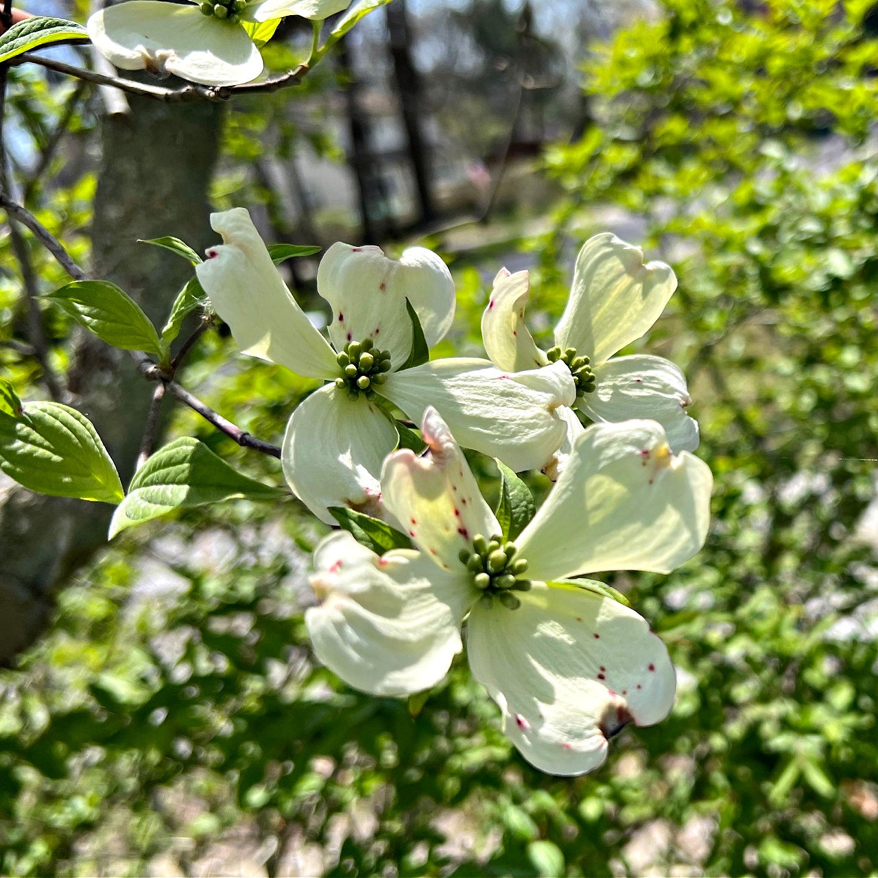 White Dogwood Seedling