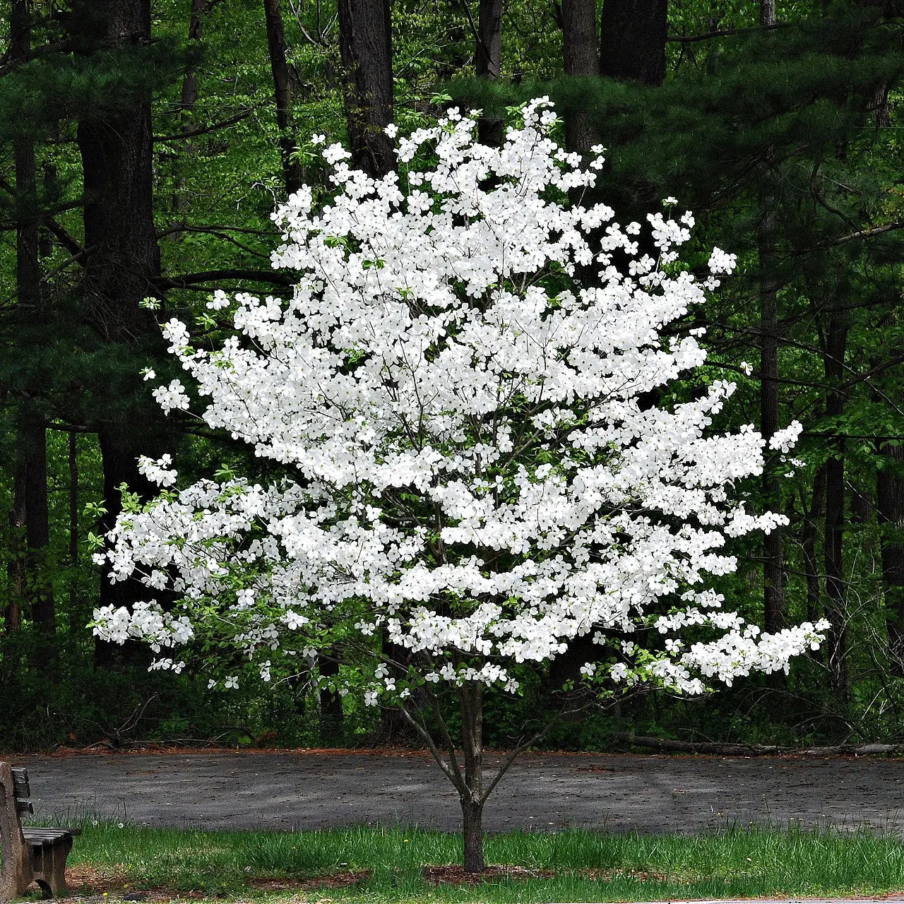 Blossoming white dogwood tree with dense delicate flowers on branches
