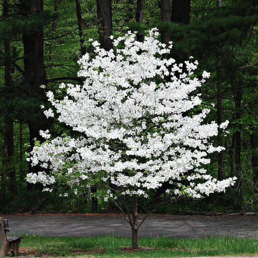 Blossoming white dogwood tree with dense delicate flowers on branches