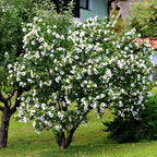 White Hibiscus Shrub with lush white blossoms and green foliage