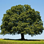 Majestic leafy green Willow Oak tree on grassy hill under blue sky