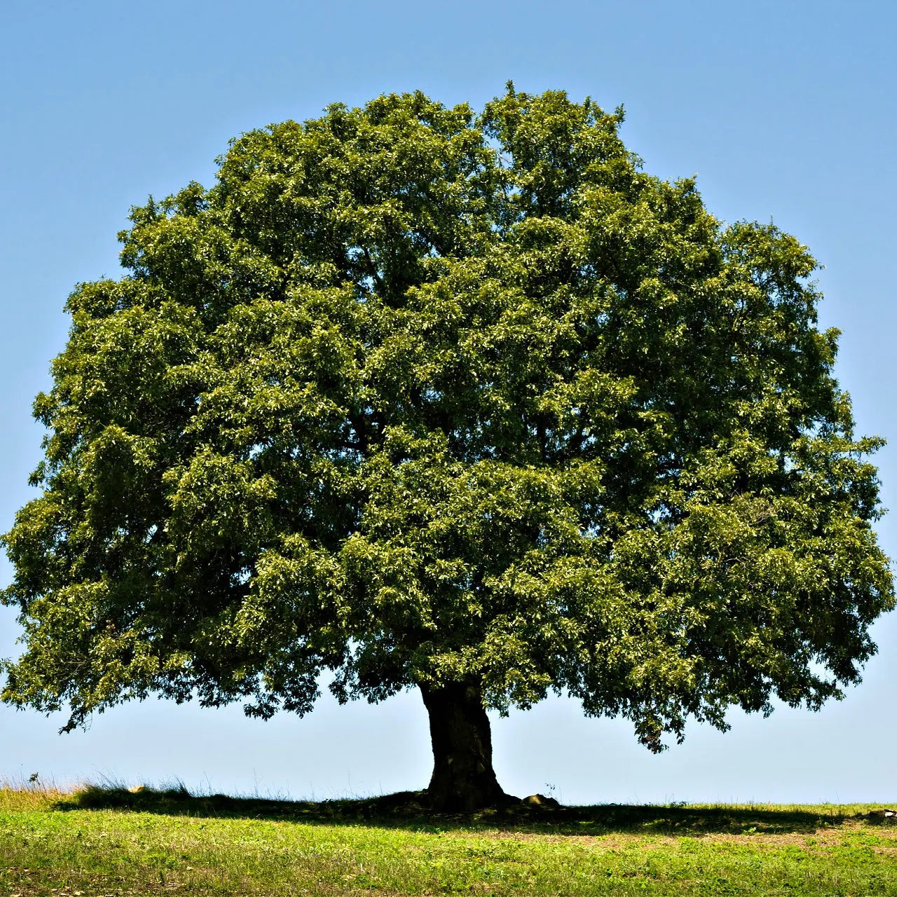 Majestic leafy green Willow Oak tree on grassy hill under blue sky