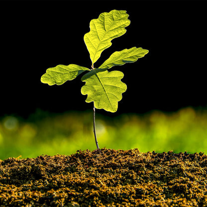 White Oak Seedlings