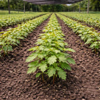 Rows of vibrant White Oak Seedlings in green cannabis plants under shade cloth