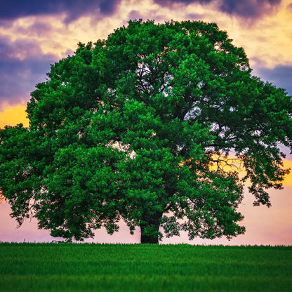 Majestic leafy green White Oak Tree against vibrant twilight sky