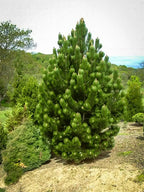 Dense green white pine seedling with thick needle-covered branches and conical shape