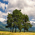 Tall White Pine Tree in golden grassy field under partly cloudy sky