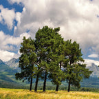 Tall White Pine Tree in golden grassy field under partly cloudy sky