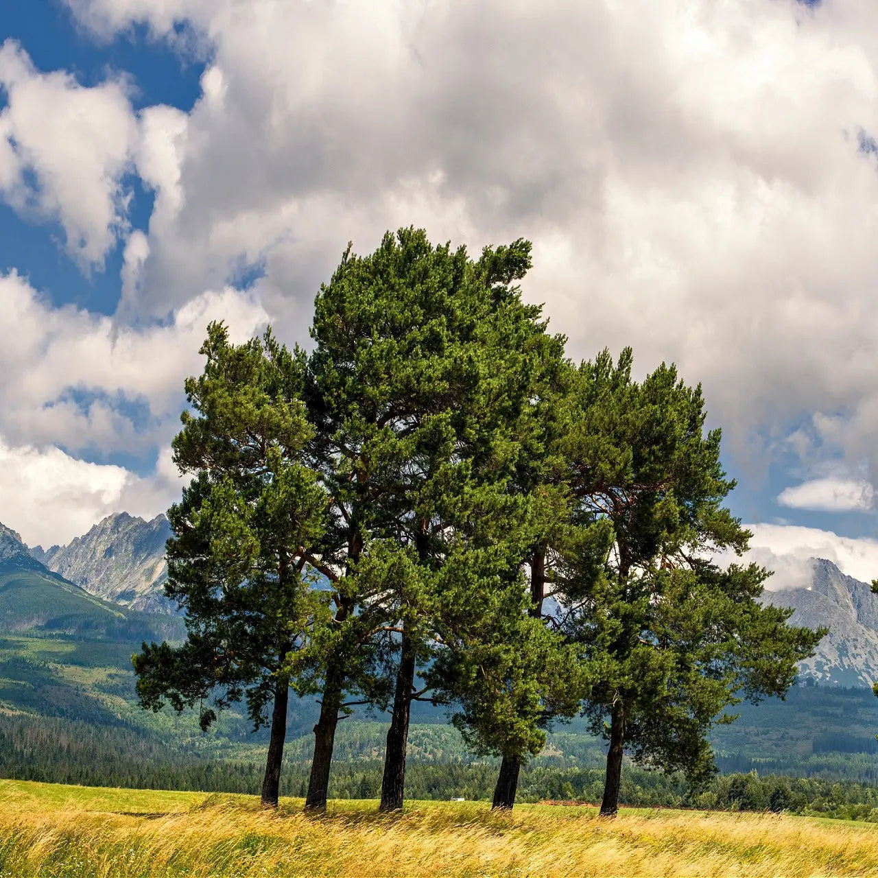 Tall White Pine Tree in golden grassy field under partly cloudy sky