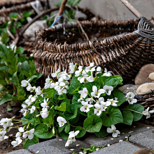 White Violet Plant with delicate blooms and green leaves by wicker basket