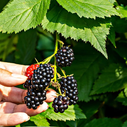 Hand holding ripe blackberries including one red unripe on Wild Blackberry Bush leaves