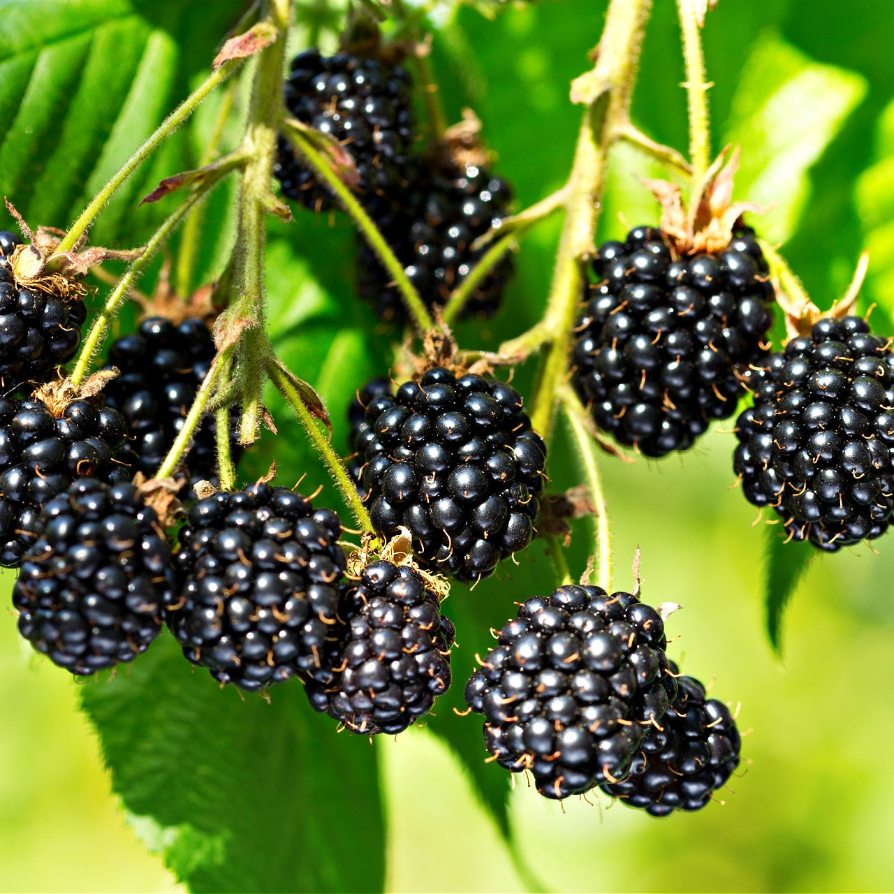 Wild Blackberry Shrub