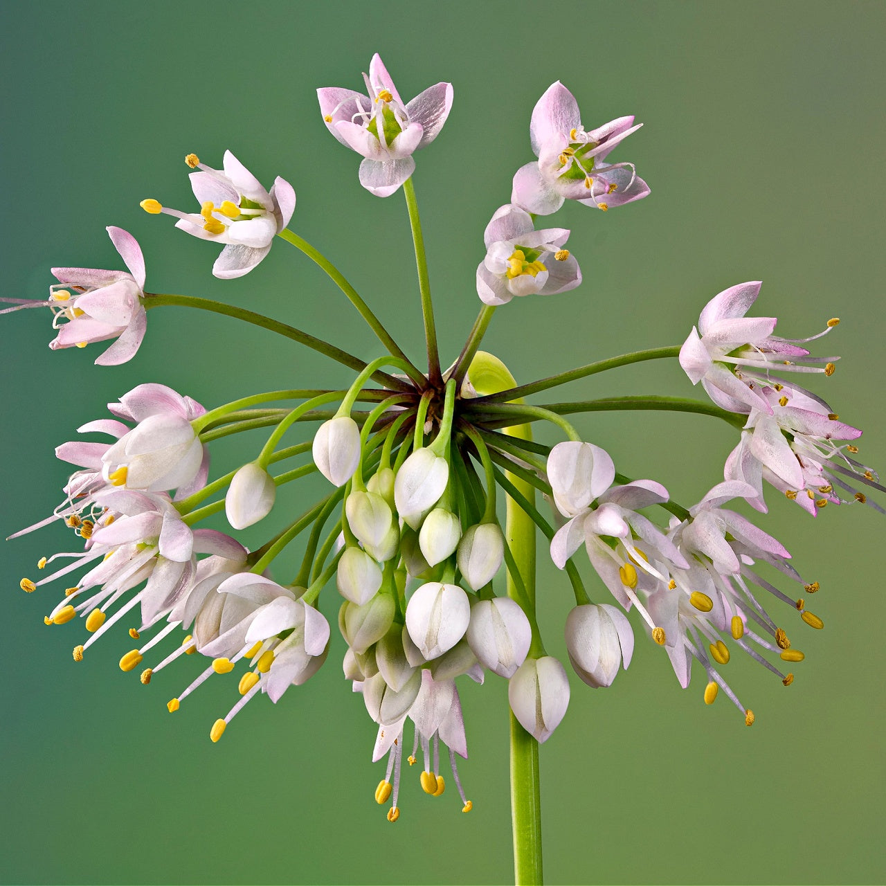 Wild Garlic Plant