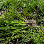Wild Garlic Plant with fresh green chives, vibrant blades and earthy roots