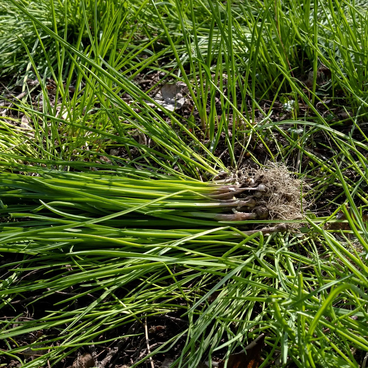 Wild Garlic Plant with fresh green chives, vibrant blades and earthy roots