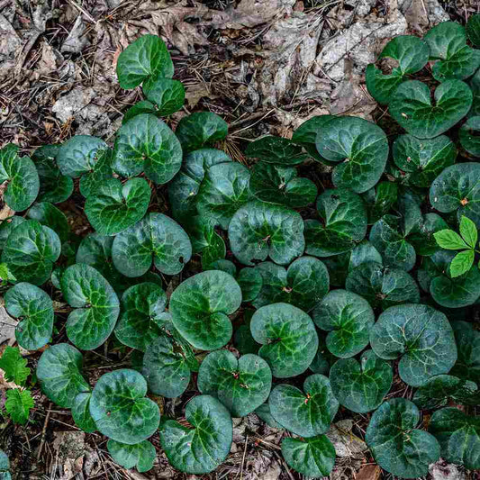 Wild Ginger Plant: vibrant heart-shaped green leaves on forest floor
