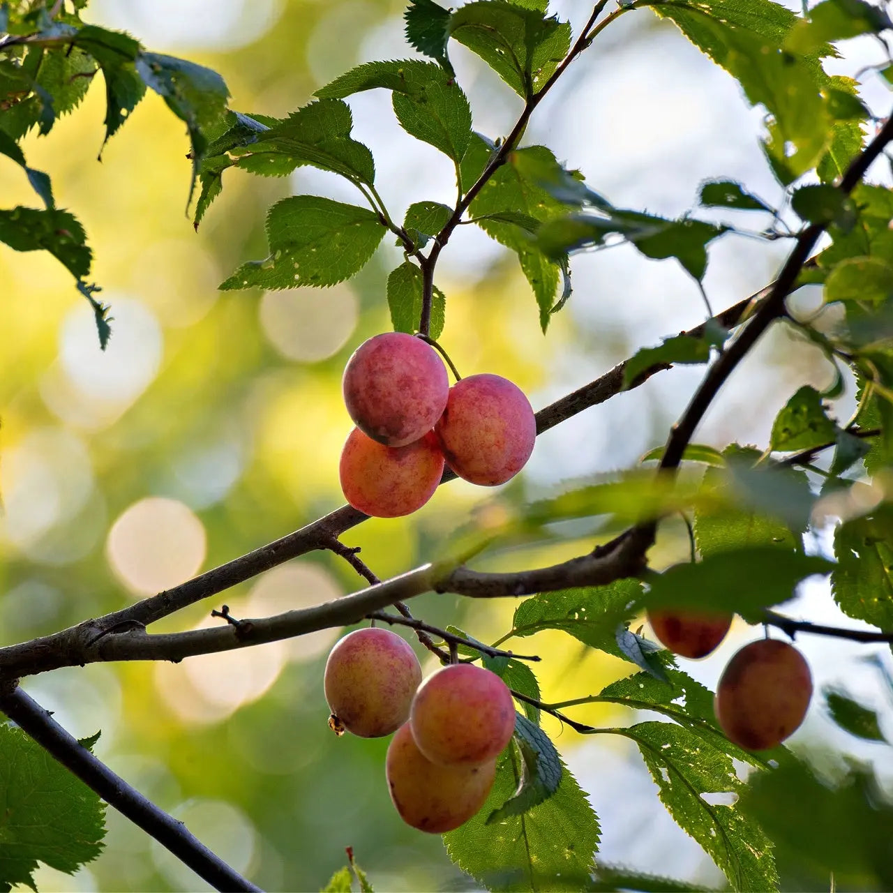 Ripe blush-pink wild plums hanging from tree branch amid green leaves
