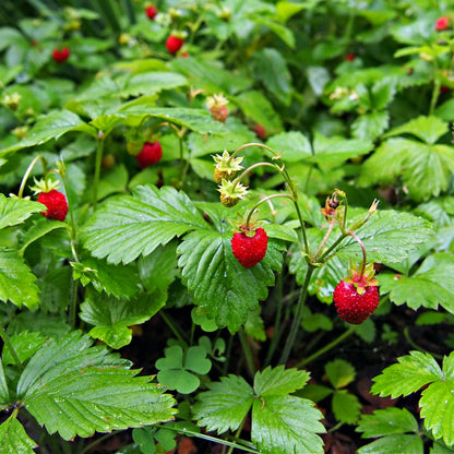 Wild Strawberry Plant