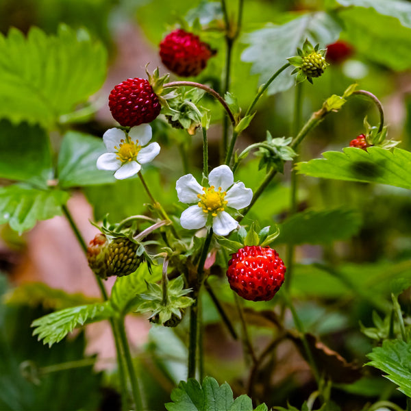 Wild Strawberry Plants