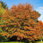 Vibrant orange maple tree with autumn foliage for Willow Oak Seedlings