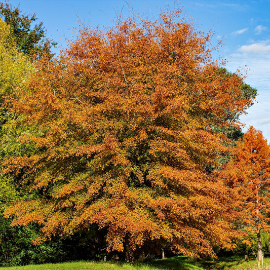 Willow Oak Trees