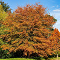 Vibrant orange Willow Oak tree with dense autumn foliage against blue sky