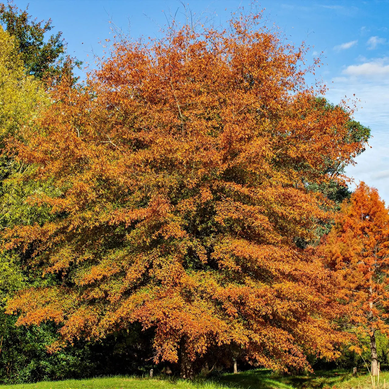 Vibrant orange Willow Oak tree with dense autumn foliage against blue sky