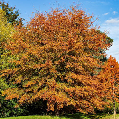 Vibrant orange Willow Oak tree with dense autumn foliage against blue sky