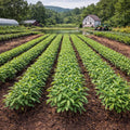 Rows of vibrant Willow Oak Seedlings in neat green farm field lines