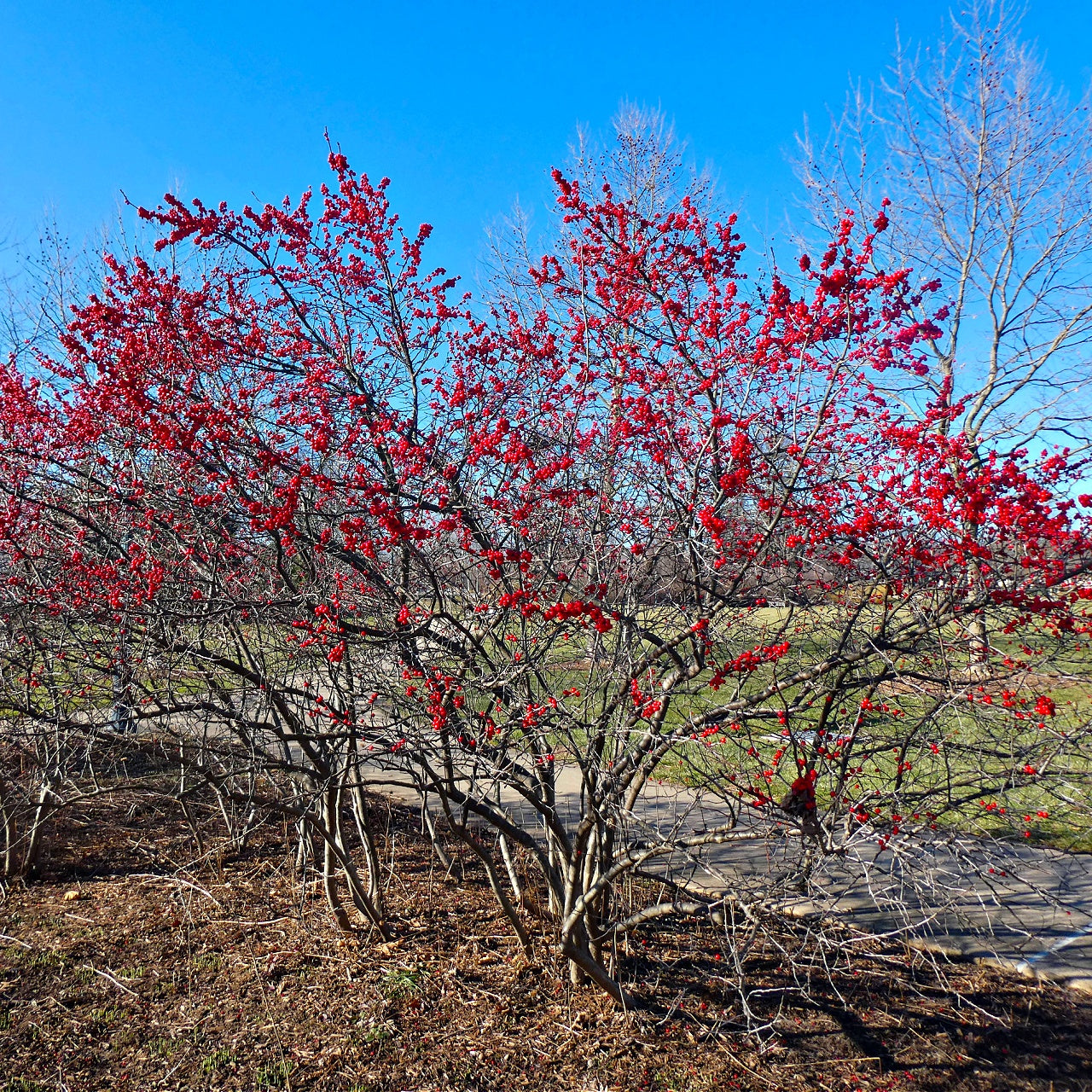 Winterberry Shrub